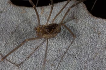 Media type: image; Invertebrate Zoology 133381   Description: live specimen;